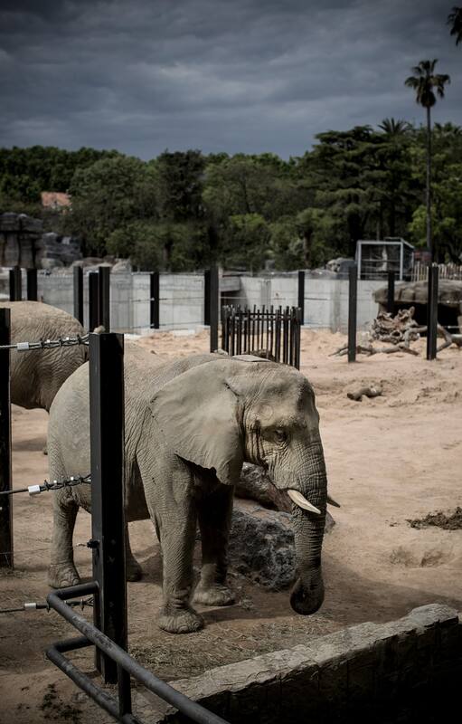 Así pide ayuda Susi, la elefanta que está muriendo de pena en un zoológico de Barcelona