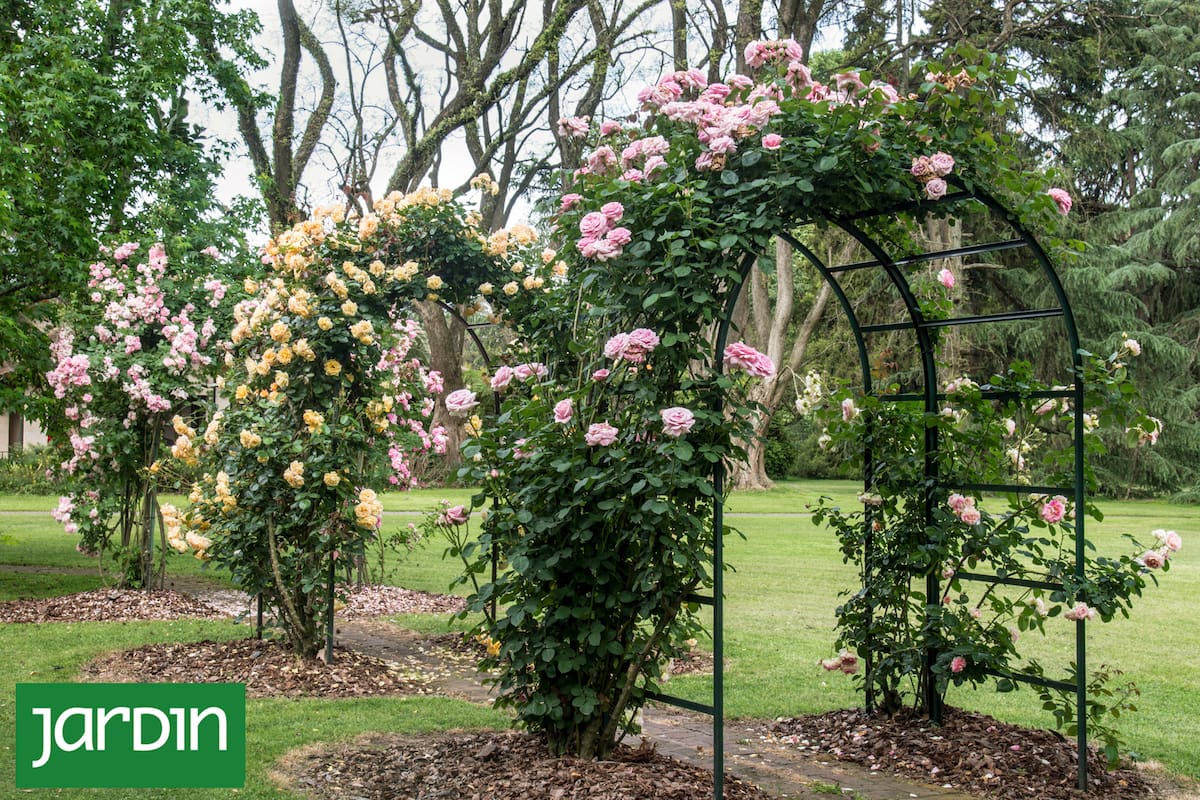 Qué hacer con tus rosas durante el invierno