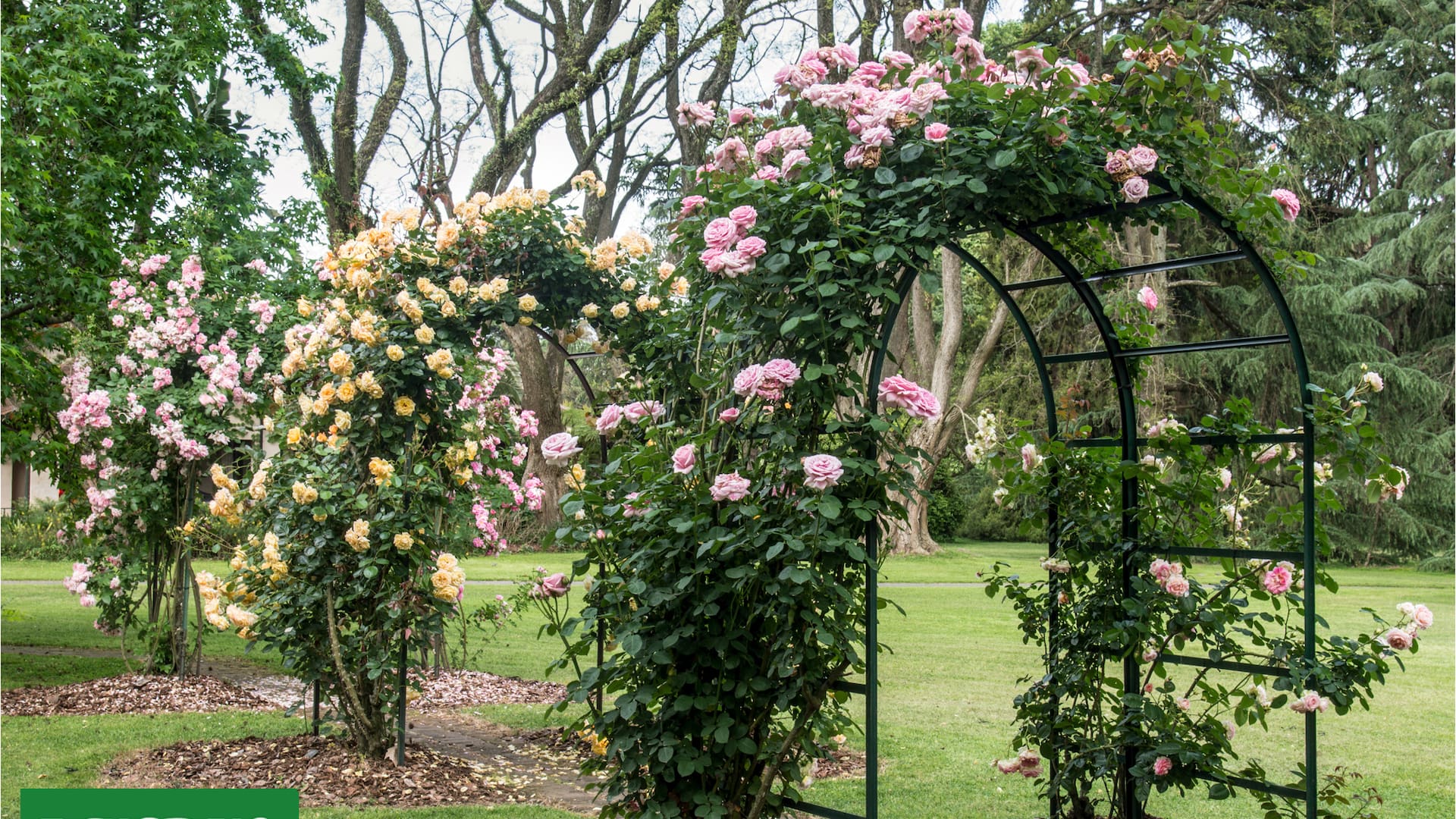 Qué hacer con tus rosas durante el invierno