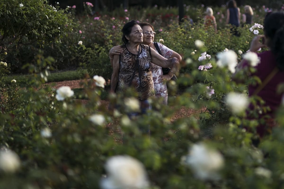 Empezó la poda de rosas en los parques porteños y regalan gajos a los vecinos