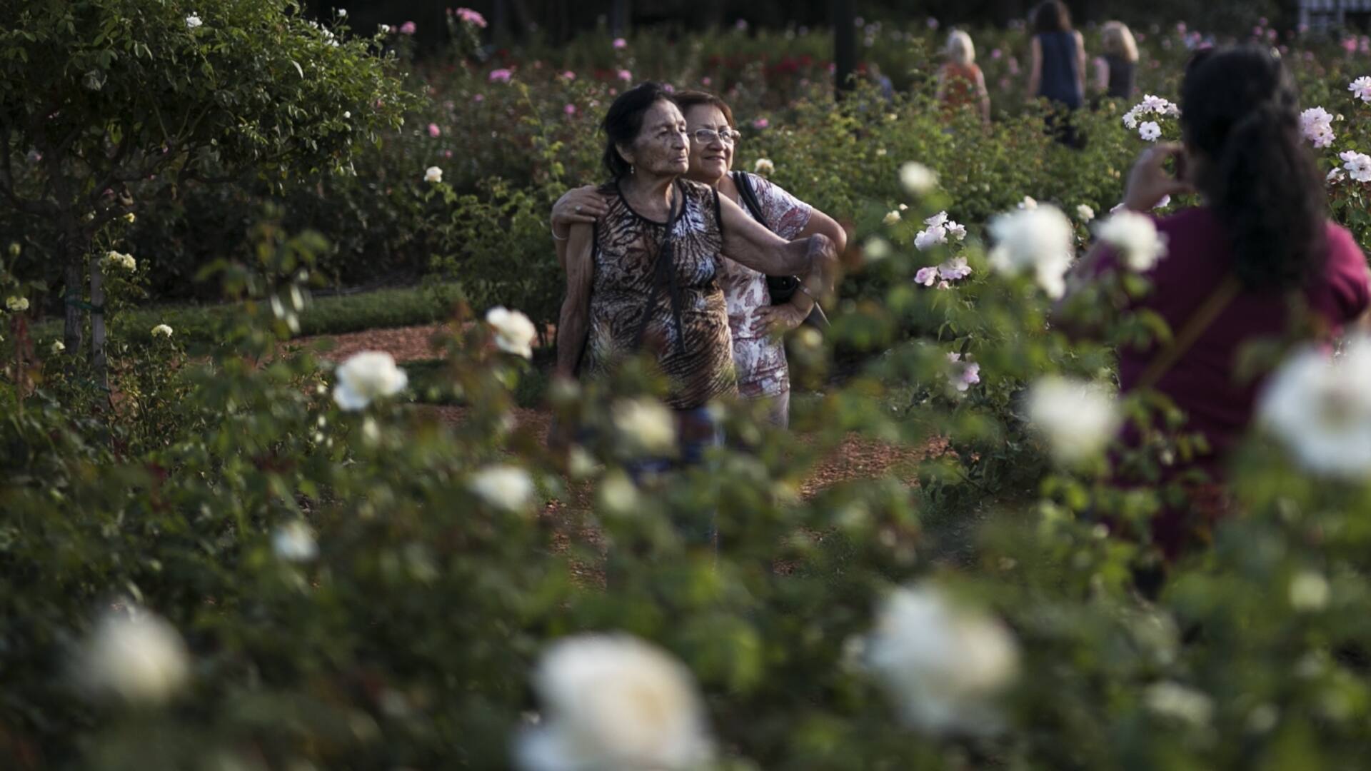 Empezó la poda de rosas en los parques porteños y regalan gajos a los vecinos
