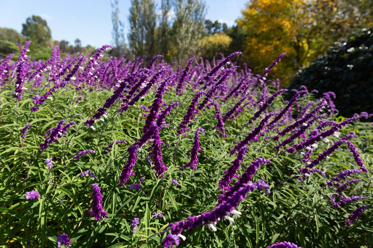 Prolongan su floración aportando color a los canteros