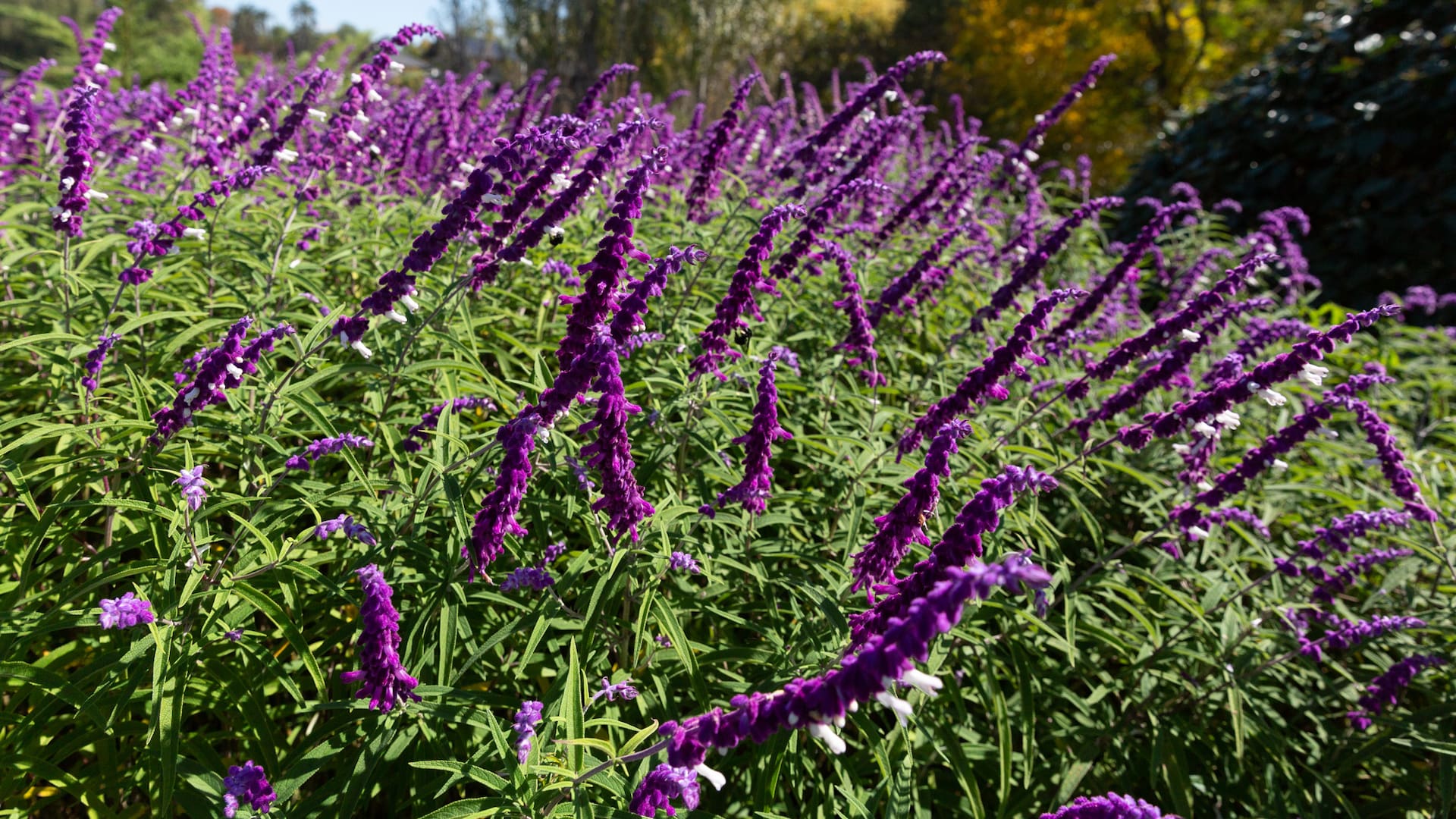 Prolongan su floración aportando color a los canteros