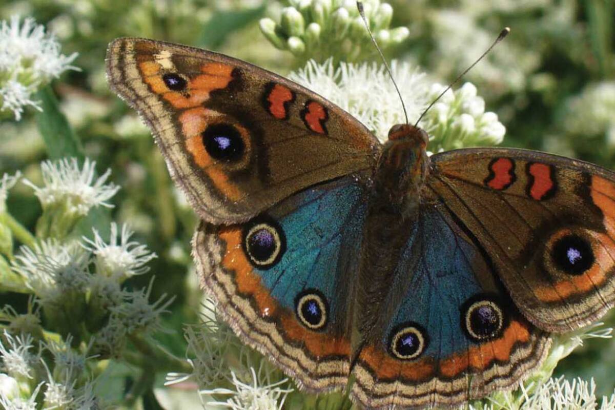 Nicolás Mulcahy creó el Proyecto Mainumbi que busca generar hábitats adecuados para atraer mariposas.