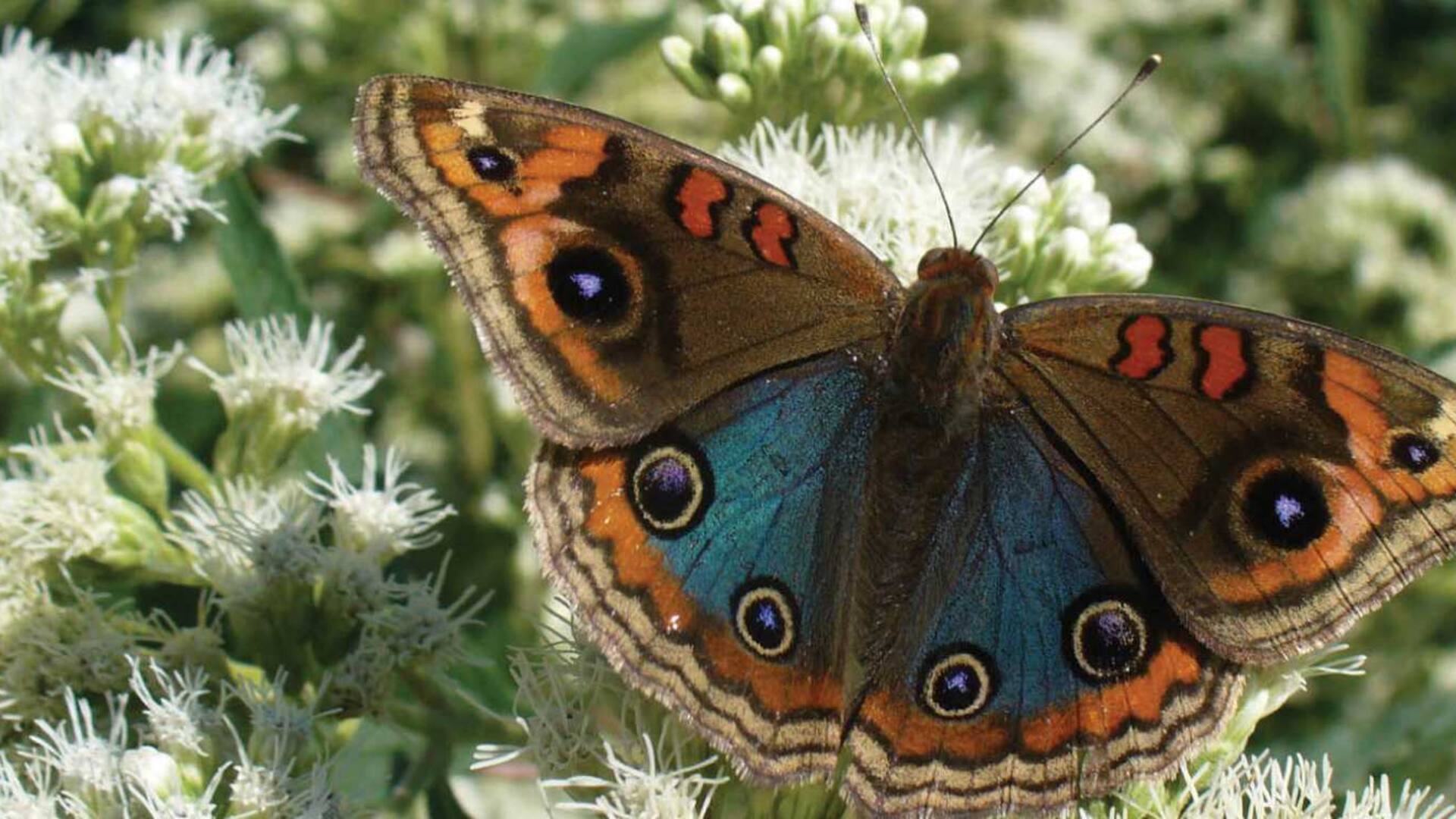 Nicolás Mulcahy creó el Proyecto Mainumbi que busca generar hábitats adecuados para atraer mariposas.