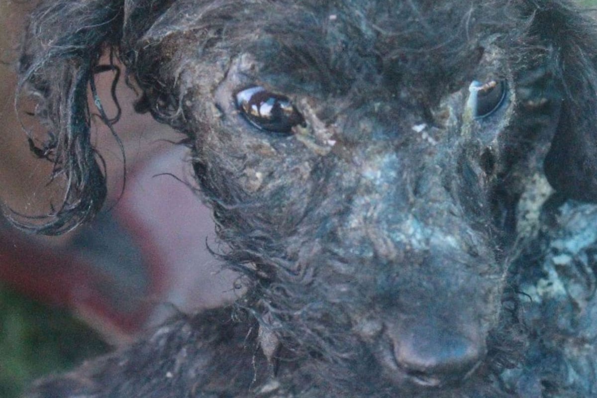 Maltrato: Rosita tiene 4 meses y la encontraron quemada y con la cadera fracturada