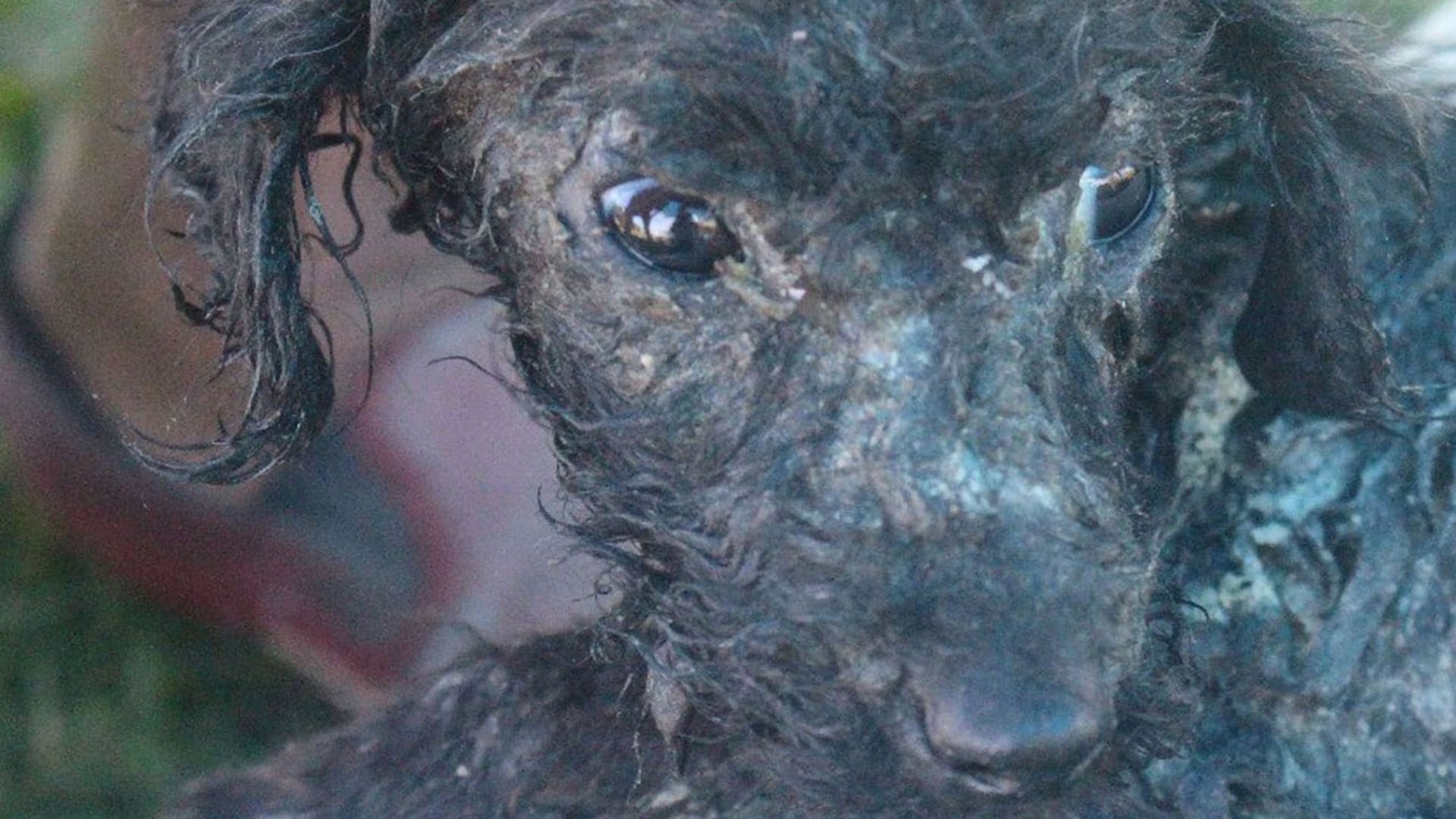 Maltrato: Rosita tiene 4 meses y la encontraron quemada y con la cadera fracturada