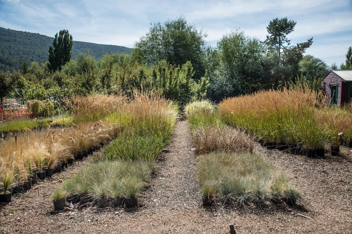 Vivero Raulí: desde hace 30 años, un espacio que fomenta la flora nativa en San Martín de los Andes