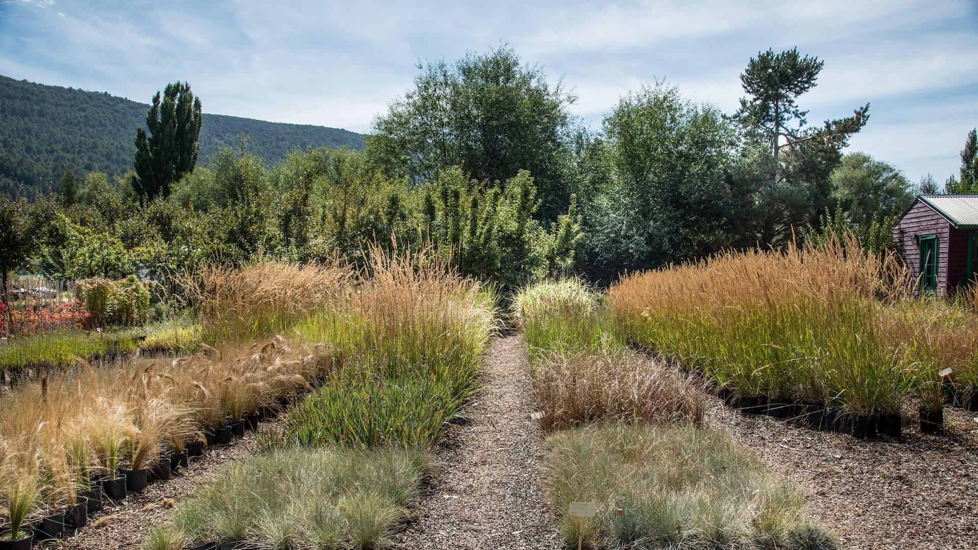 Vivero Raulí: desde hace 30 años, un espacio que fomenta la flora nativa en San Martín de los Andes
