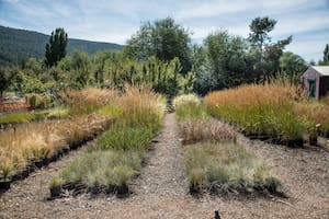 Desde hace 30 años lleva adelante un vivero de flora nativa que une paisajismo y conservación