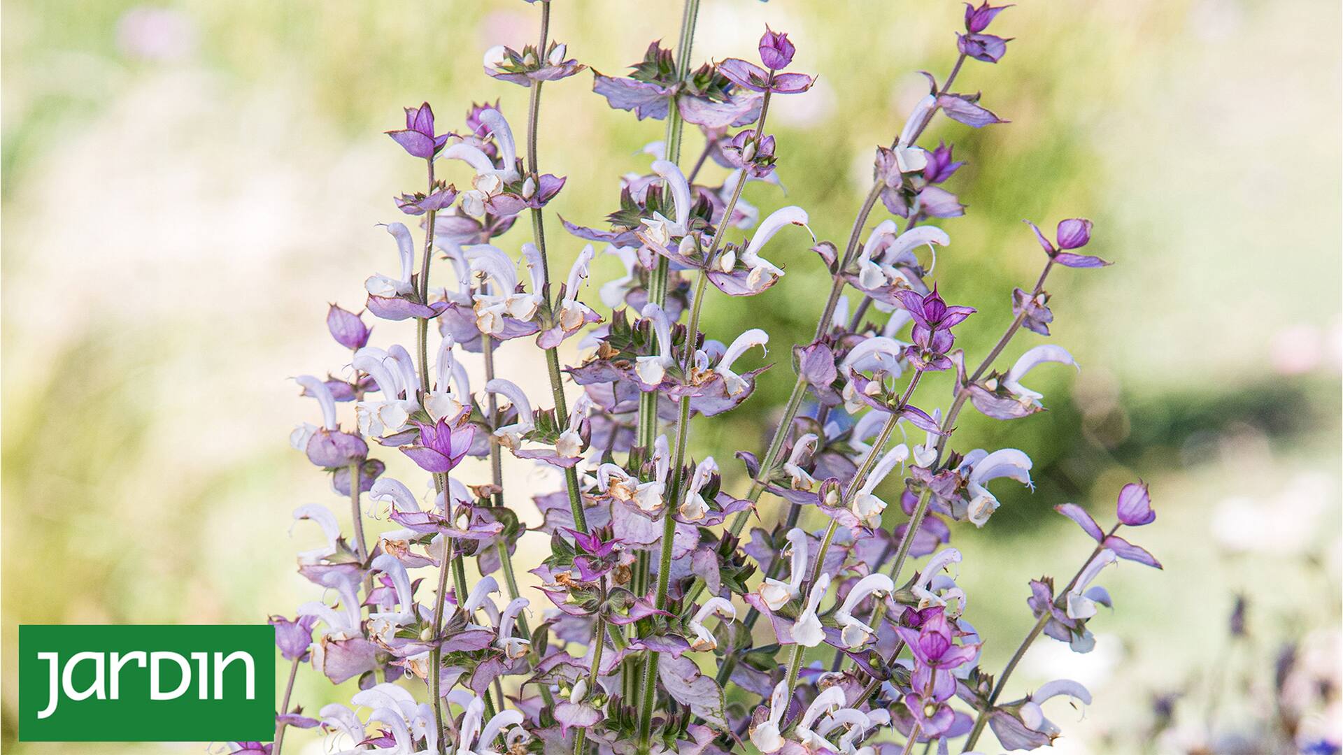 El efectivo remedio de tu jardín para combatir los síntomas de la menopausia