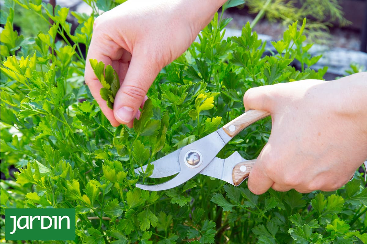 Perejil, la aromática que no puede faltar en ninguna huerta y tiene mil usos en la cocina