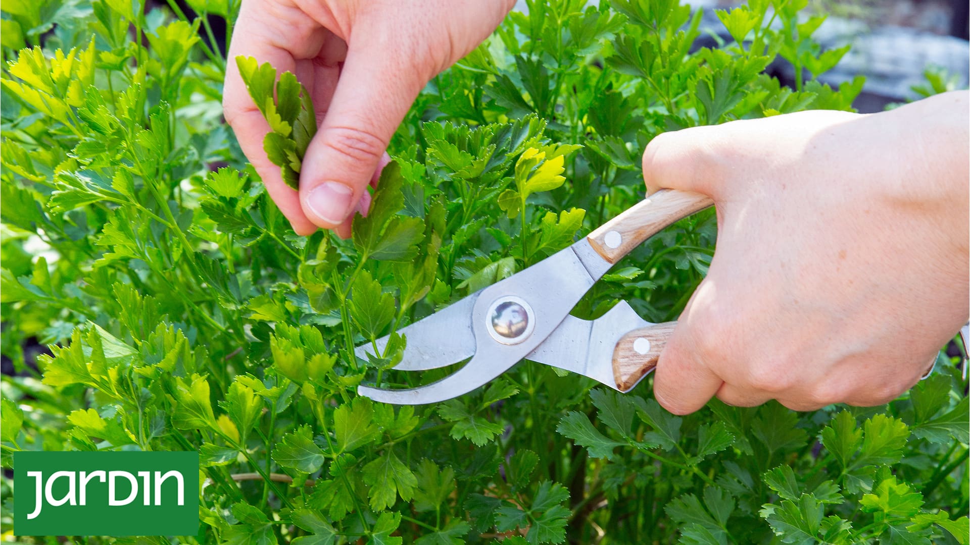 Perejil, la aromática que no puede faltar en ninguna huerta y tiene mil usos en la cocina