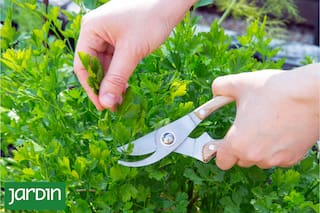 Cómo sembrar la aromática que no puede faltar en ninguna huerta y tiene mil usos en la cocina