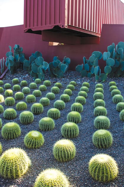 Un jardín andino diseñado para exponer la magnificencia de los cactus