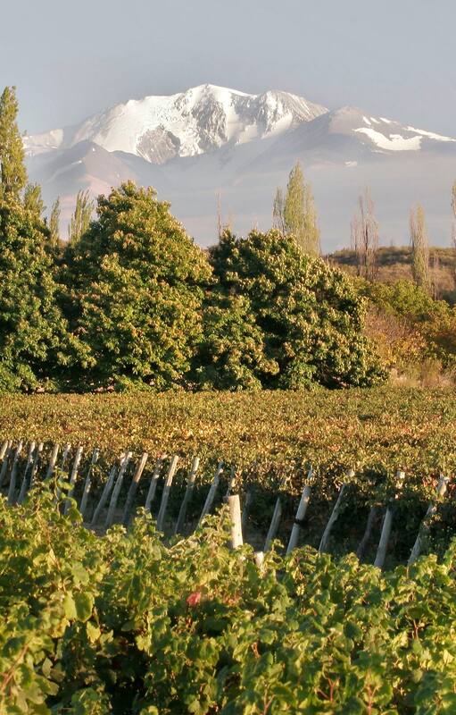 La historia detrás del mejor malbec del mundo