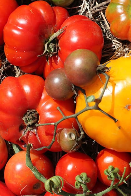 Salven al tomate. Buscan recuperar su sabor con semillas del siglo pasado