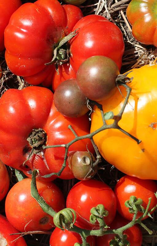 Salven al tomate. Buscan recuperar su sabor con semillas del siglo pasado
