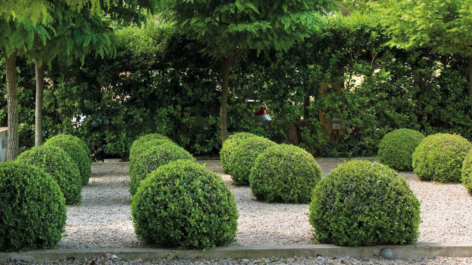 Buxus, la planta versátil y siempre vigente que admite múltiple usos en el diseño de jardines