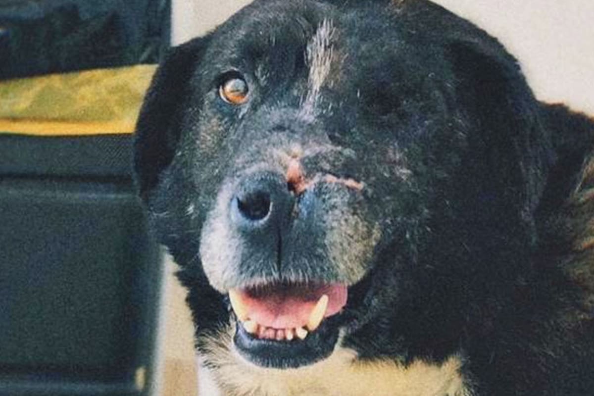 Sobrevivió. Estuvo 6 meses con una bala en su hocico en la casa de una acumuladora