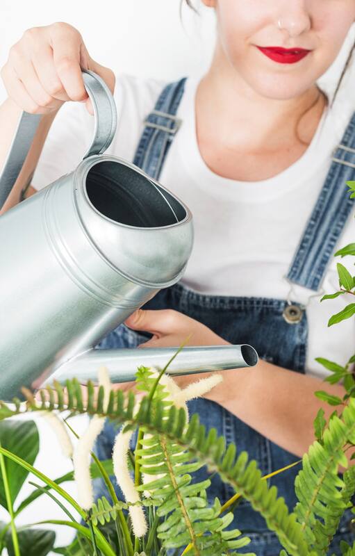 ¿Por qué mis plantas de interior pierden hojas durante el verano?