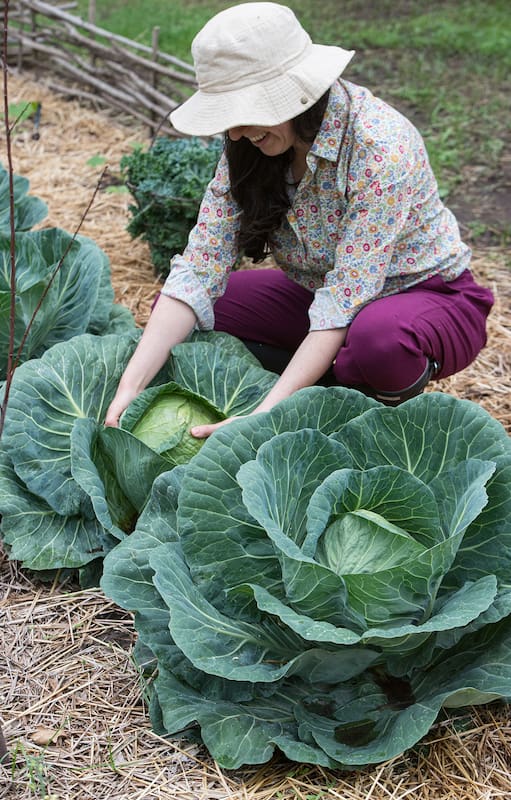 La receta gourmet y de bajas calorías para aprovechar el repollo de la huerta