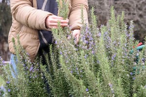 Cuál es la aromática infaltable que tenés que tener en tu casa