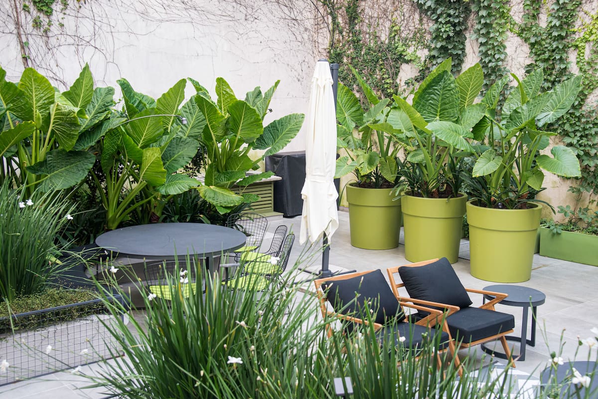 Plantas de estilo tropical: 5 especies muy fáciles para tener en un patio