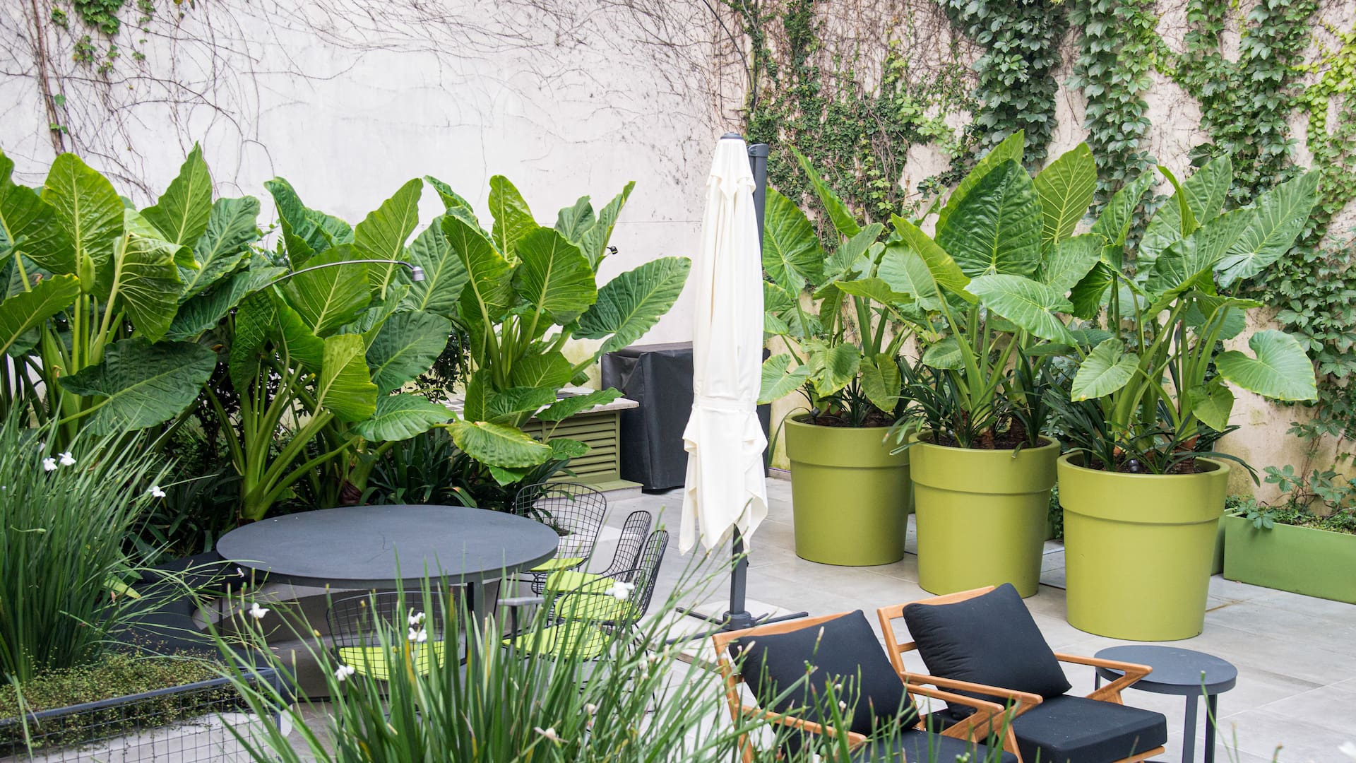 Plantas de estilo tropical: 5 especies muy fáciles para tener en un patio