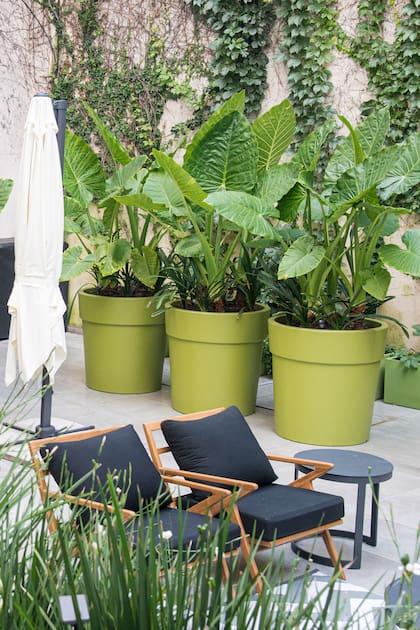 Plantas de estilo tropical: 5 especies muy fáciles para tener en un patio patio