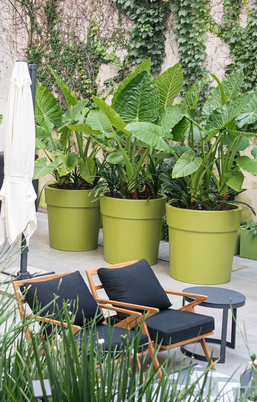 Plantas de estilo tropical: 5 especies muy fáciles para tener en un patio