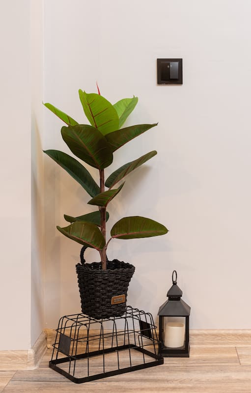 Ficus elástica: del odio al amor por el clásico gomero