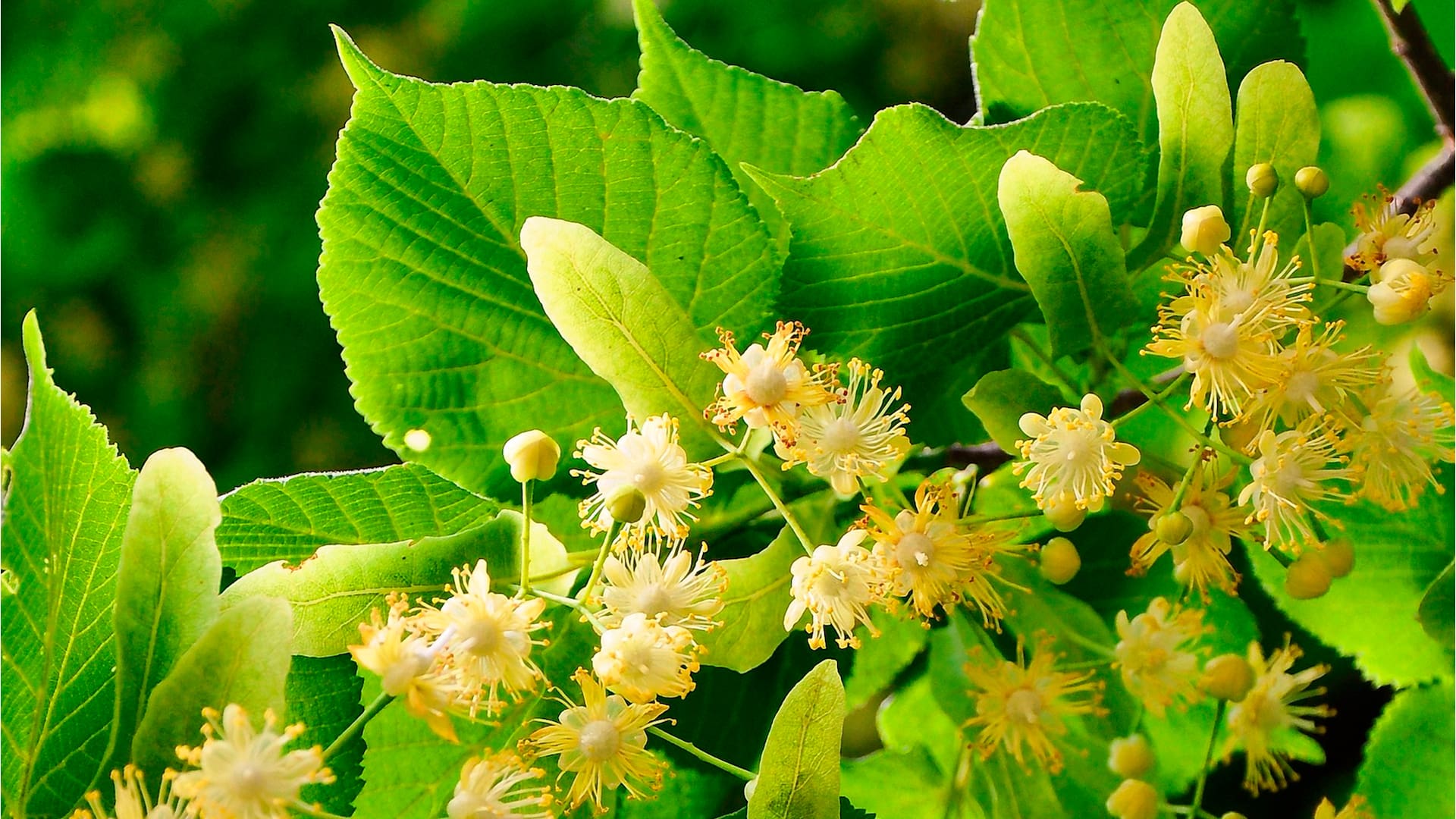 Descubrí por qué una siesta debajo de un árbol de tilo en flor puede cambiar tu día