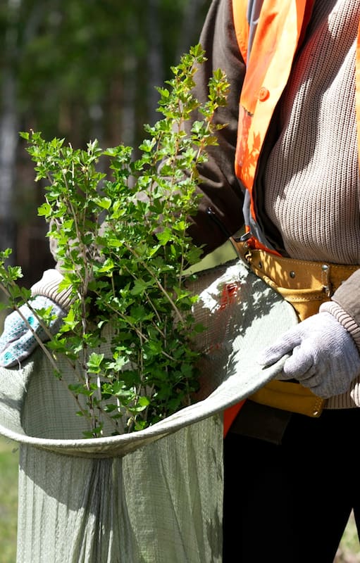 Aunque traslades plantas dentro del país necesitás este documento para que no te las saquen