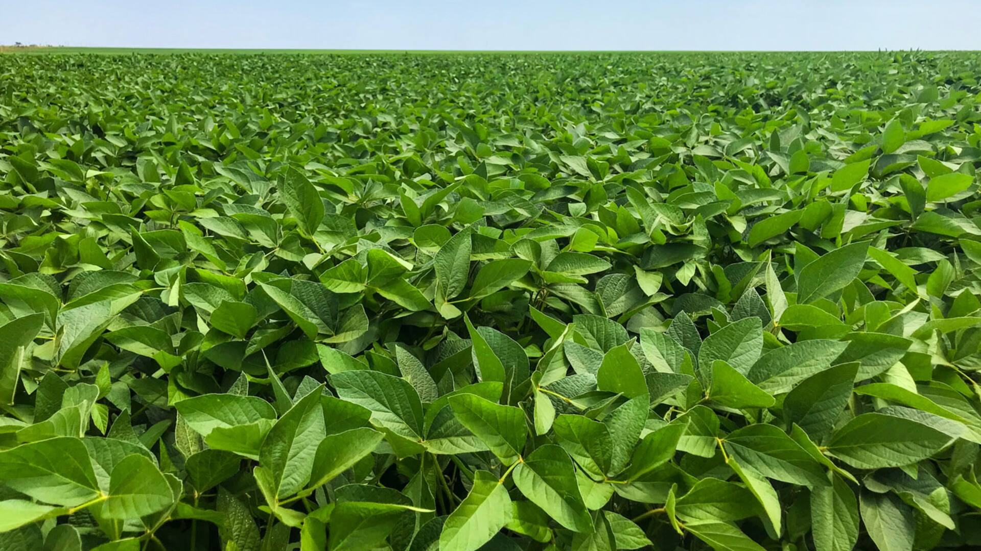 YPF soja