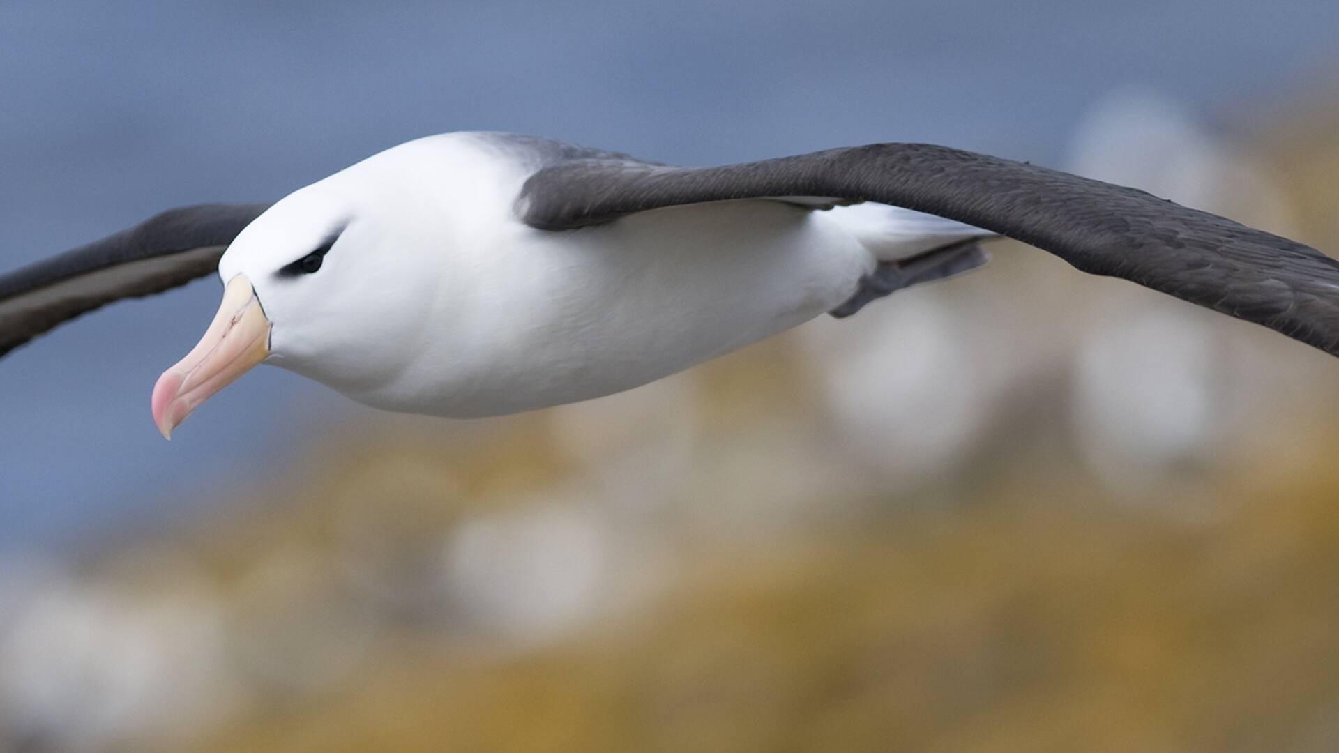Los albatros, viajeros incansables de los océanos