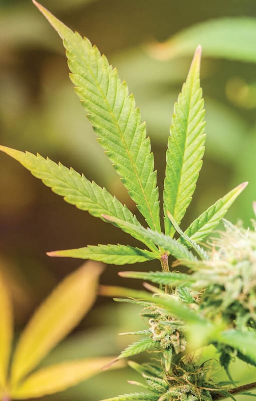 Cannabis: resurgirmiento de una planta con múltiples beneficios que se cultiva hace 6000 años
