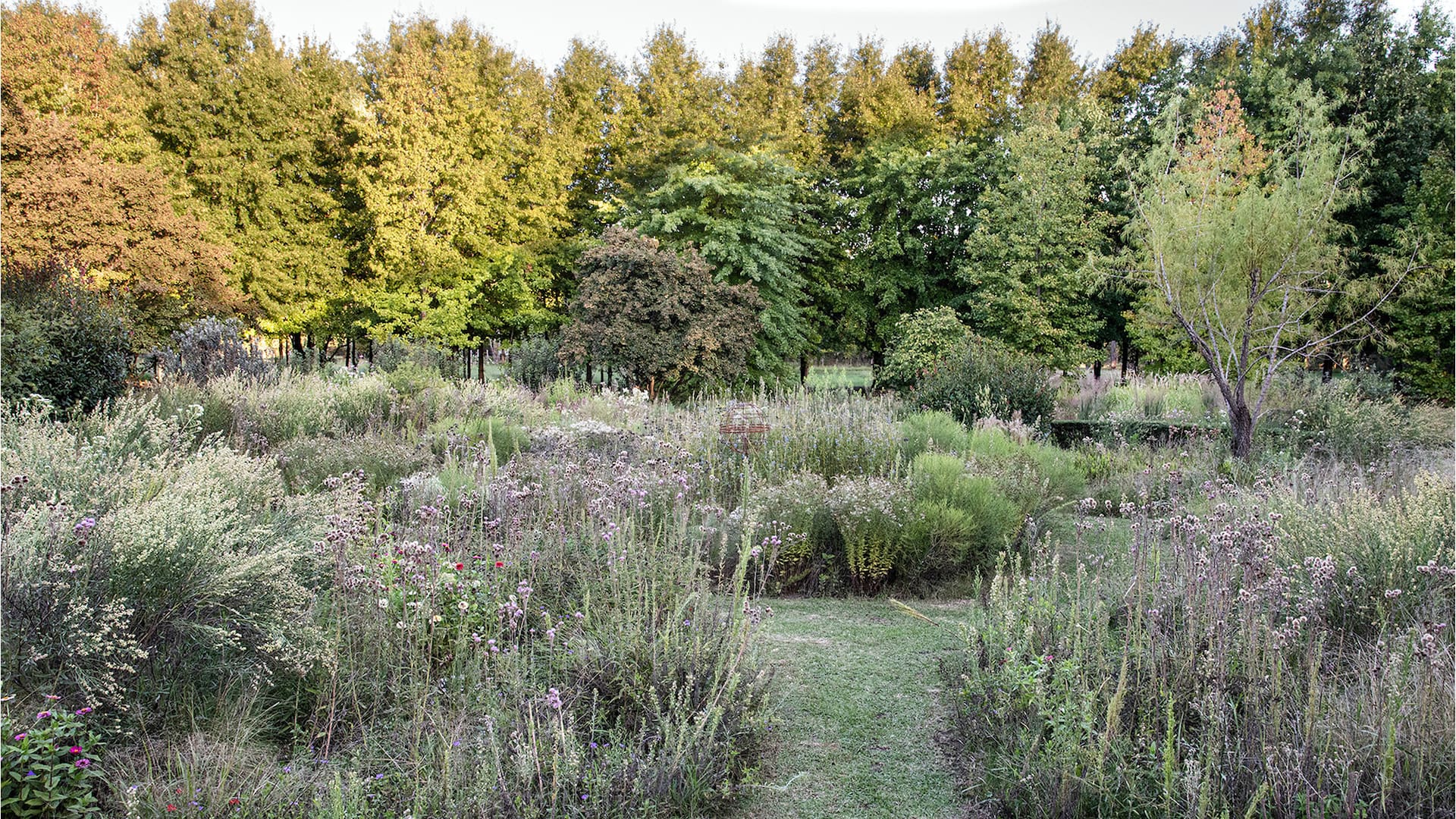 10 plantas fáciles para un jardín silvestre