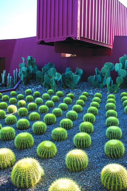 Cactus y suculentas. 100 preguntas y respuestas para fanáticos