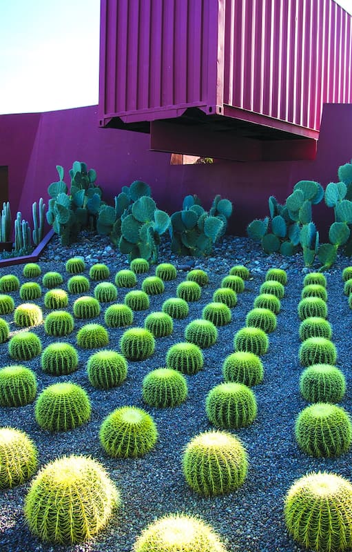 Cactus y suculentas. 100 preguntas y respuestas para fanáticos