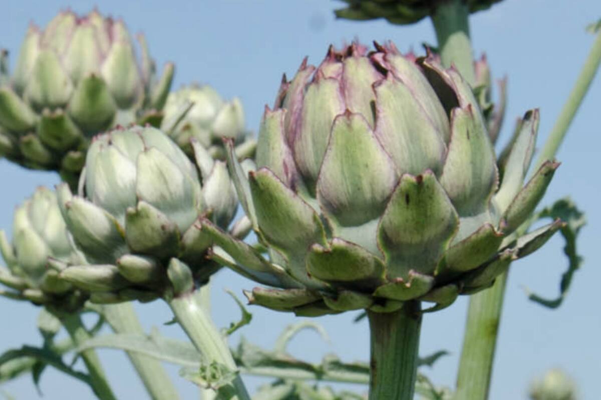 Seis maneras de consumir plantas curativas