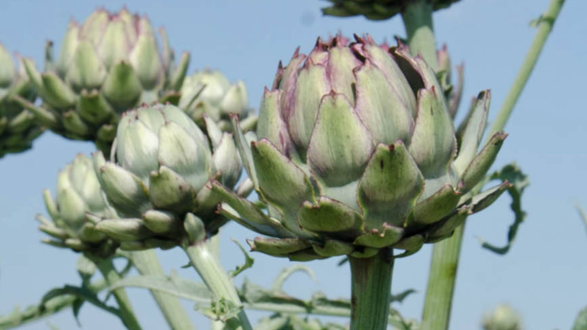 Seis maneras de consumir plantas curativas