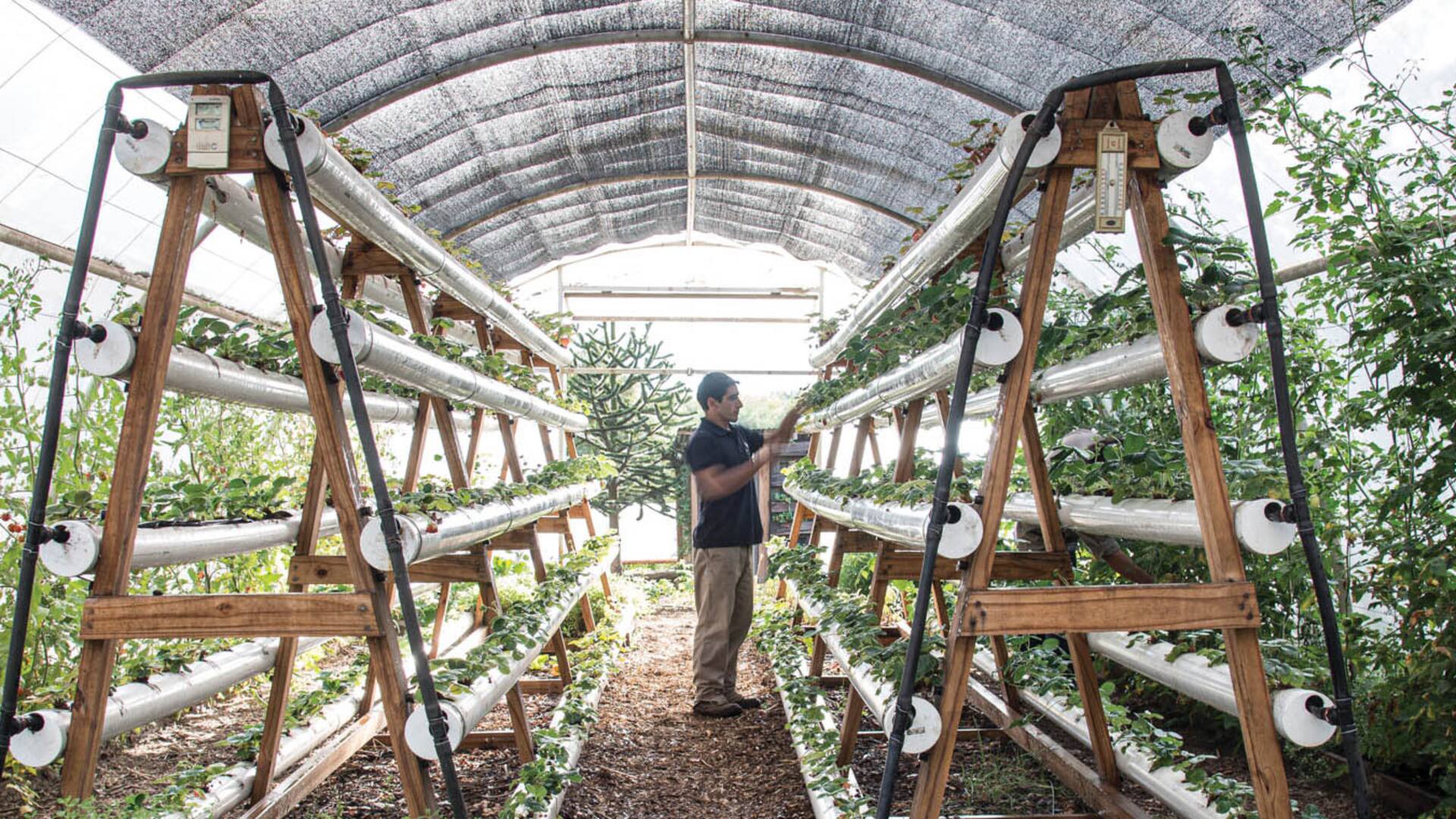 Con aromáticas y dulces. El emprendimiento que genera inclusión laboral y productos de calidad