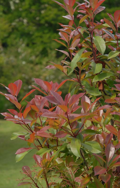 Los frutos rojos hacen del cotoneaster una planta muy atractiva visualmente.