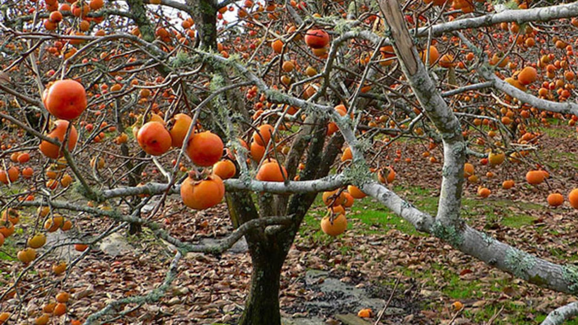 Kaki, la fruta de temporada que pocos conocen y gana fama en las verdulerías