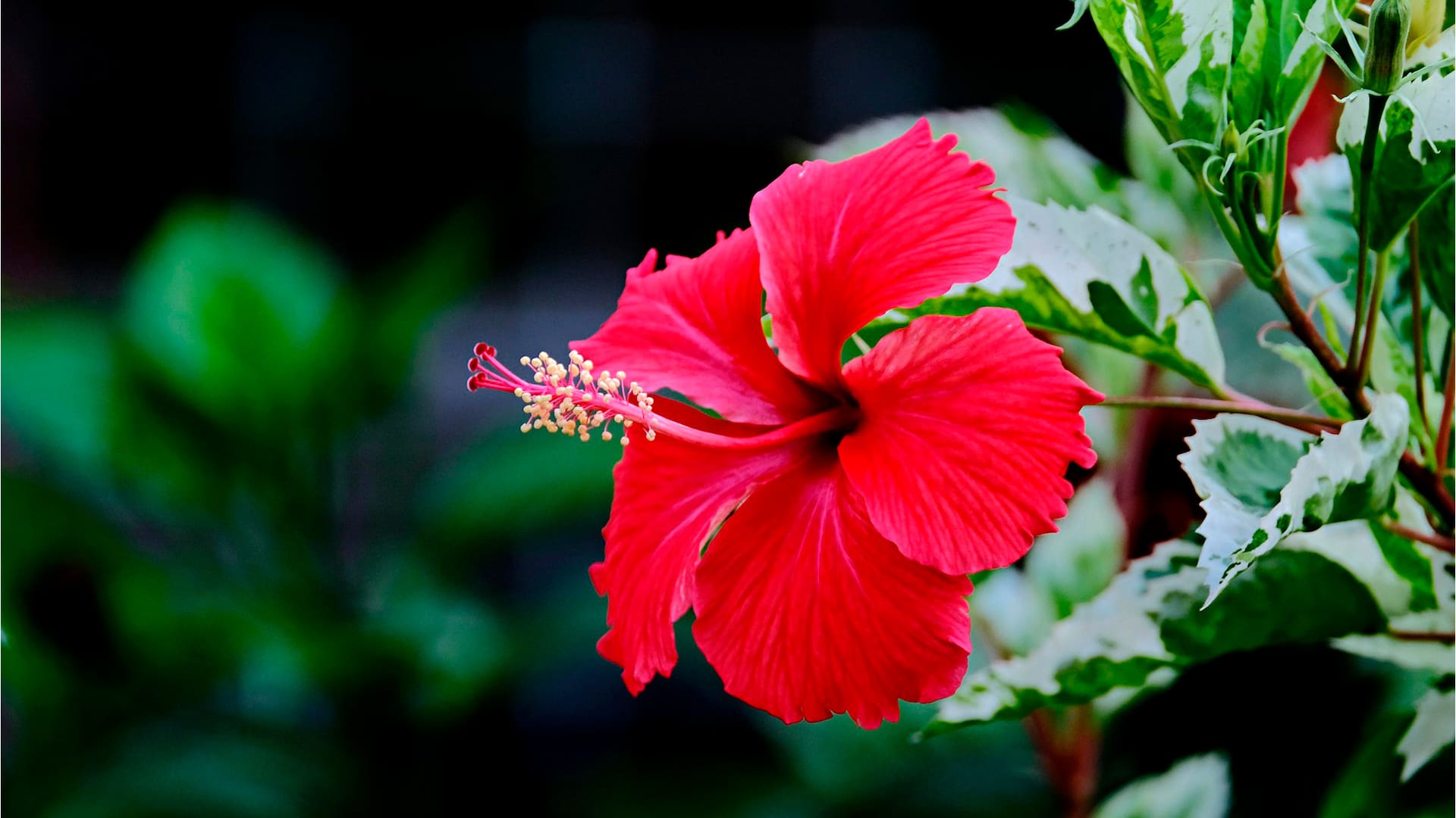 Todo lo que no sabías de esta flor que seguro viste en el patio de tu abuela