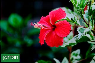 Todo lo que no sabías de esta flor que tiene gusto similar al arándano y ayuda a reducir el colesterol