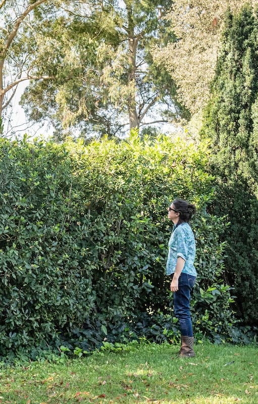 El secreto para combatir las polillas está en tu jardín