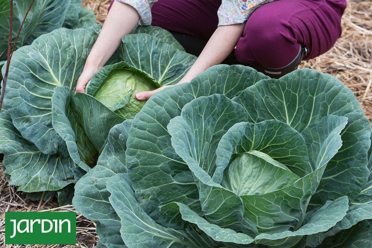 La receta gourmet y de bajas calorías para aprovechar el repollo de la huerta