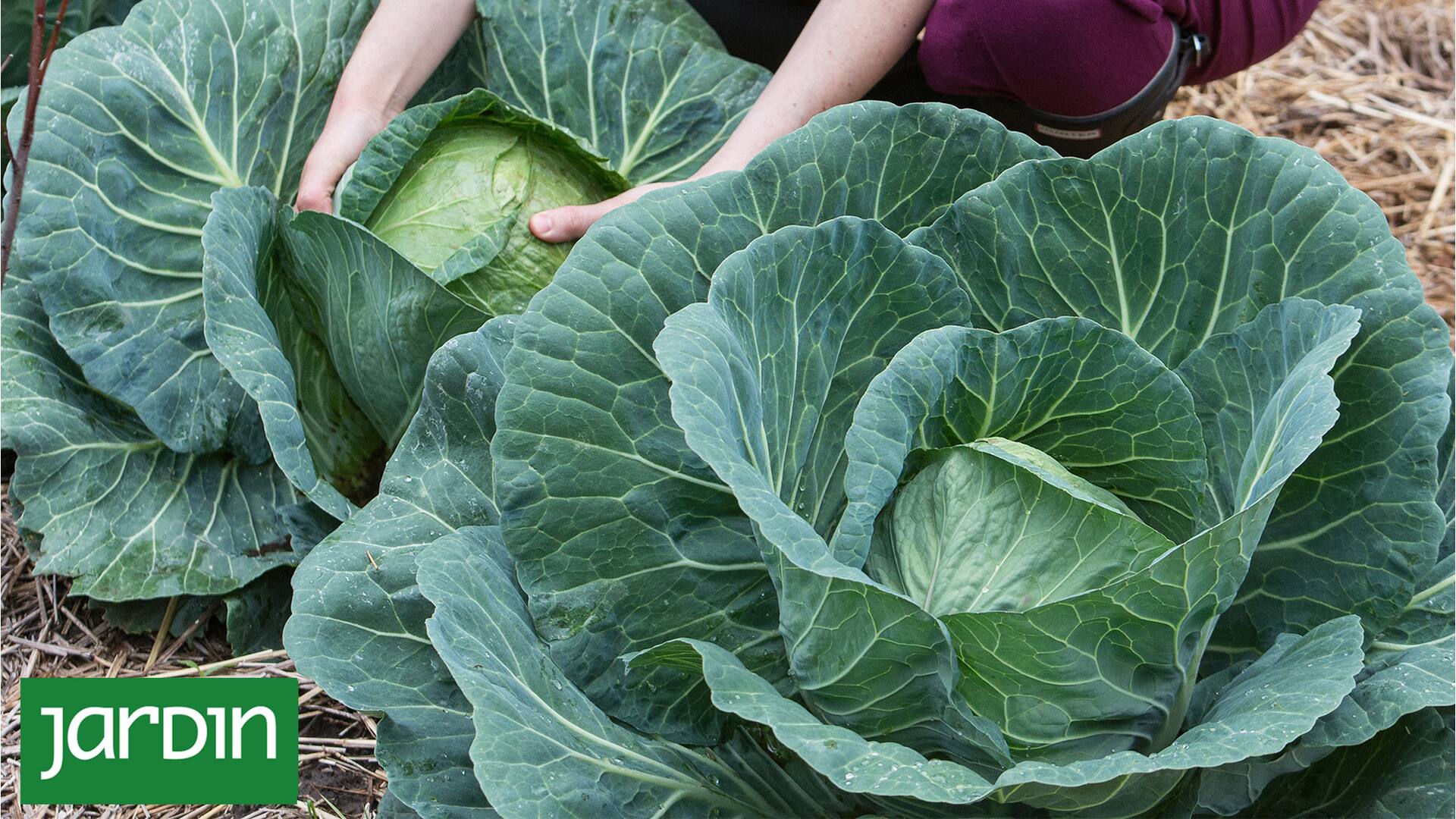 La receta gourmet y de bajas calorías para aprovechar el repollo de la huerta